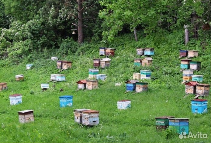 Мёд натуральный из Алтая оптом от 16 кг