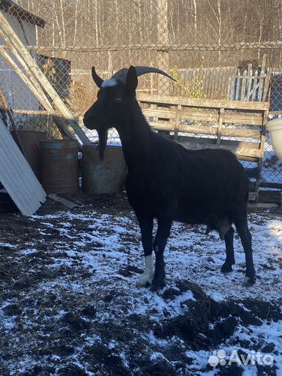 Коза и козел