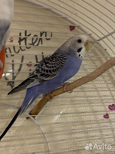 Волнистый попугай самка