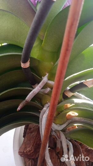 Орхидея фаленопсис