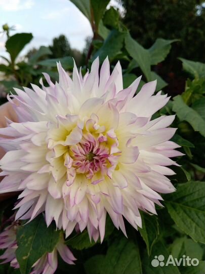 Продам многолетники, саженцы