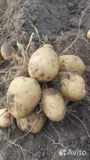 Продам картофель домашний