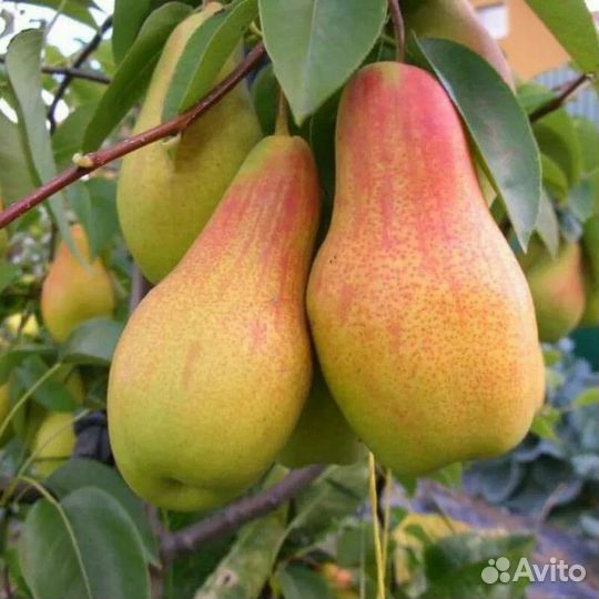 Саженцы яблони и груши и другие