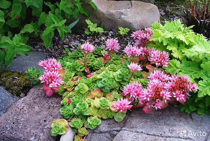 Седум ложный для сада и альпийской горки