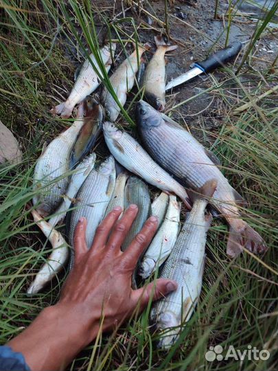 Рыбалка на Алтае. Горная рыбалка. Сплав и рыбалка