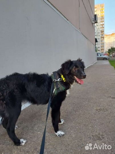 Лучший друг собака