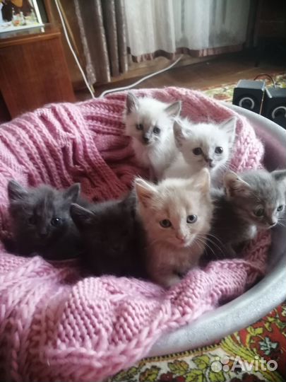 Котята в добрые руки