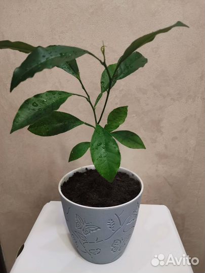 Мандариновое дерево