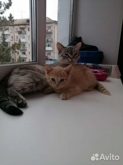 Кошки в добрые руки