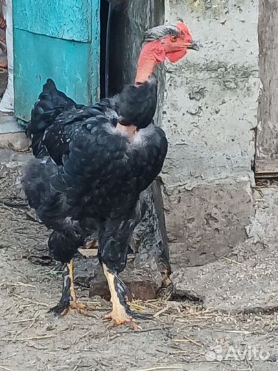 Молодые петушки