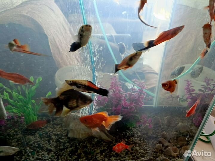Аквариум с рыбками бу