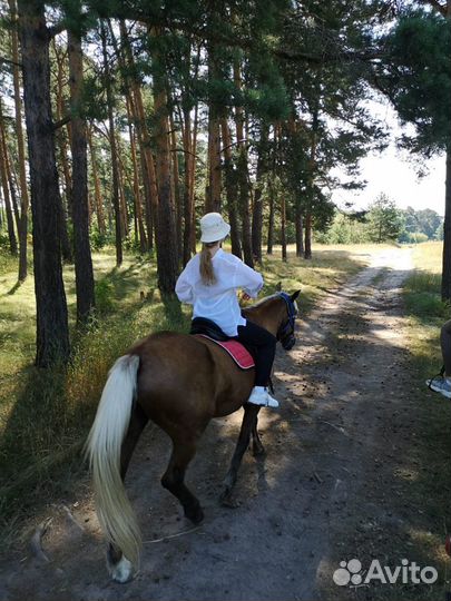 Конные прогулки