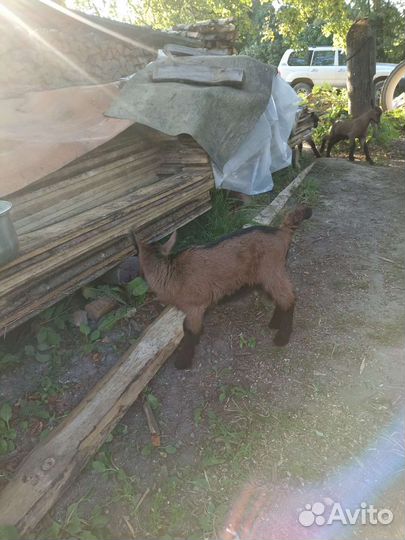 Чешские козлики