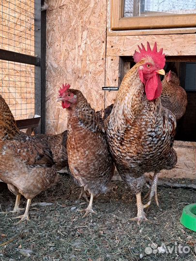 Билефельдер петух