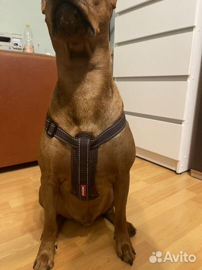 Шлейка доя собаки Ezy Dog Chest Plate