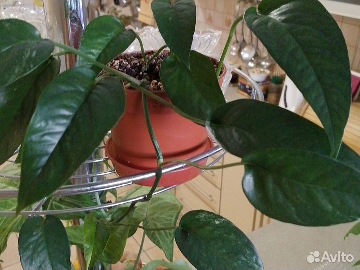 Эпипремнумы и сциндапсусы