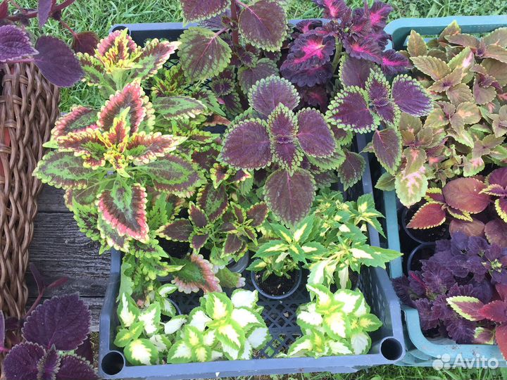 Колеусы вегетативные