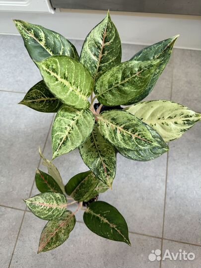 Аглаонемы 1