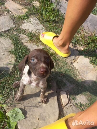 Щенки курцхаара