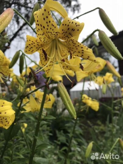 Луковицы лилий