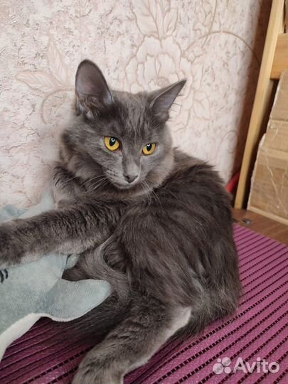 Кошечка полгода
