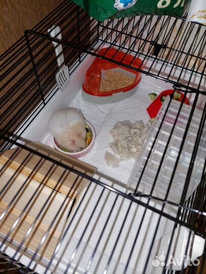 Передержка грызунов и птиц