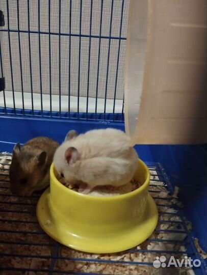 Сирийский хомяк