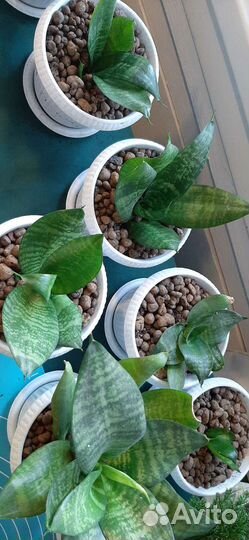 Сансевиерия