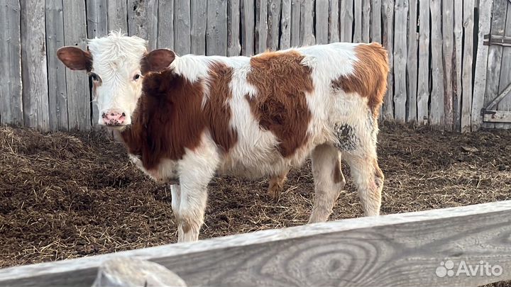 Телки и бычки