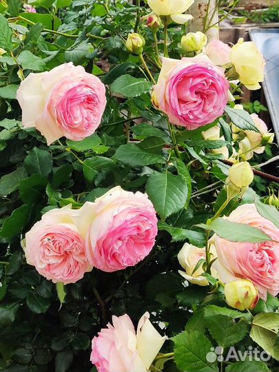 Плетистая роза Пьер де Ронсара