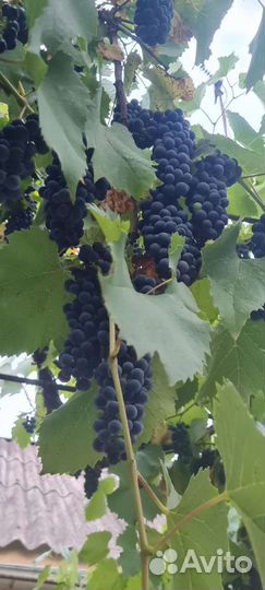 Виноград