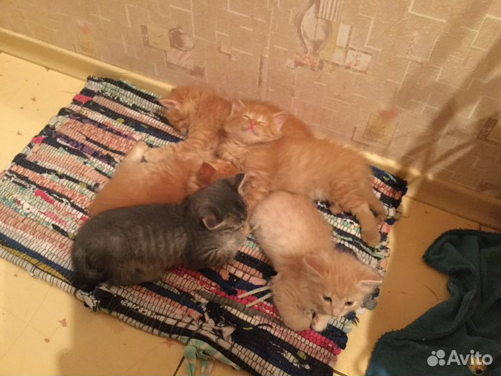 Котята