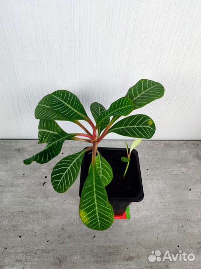 Малыши Эуфорбия