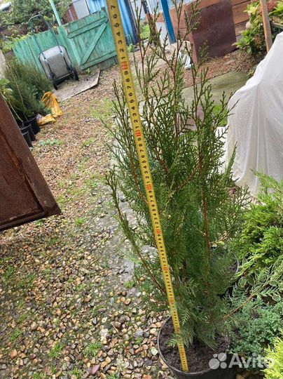 Туя книжка, ива никиши, можжвельник