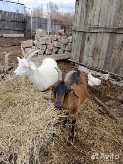 Коза альпийской породы