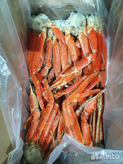 Краб камчатский Краб стригун