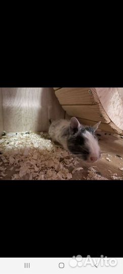 Дегу в надёжные руки