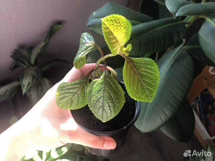 Плектрантус колеусовидный