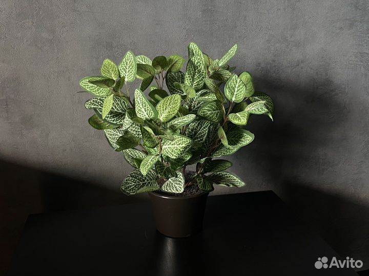 Искусственный цветок (фиттония, калатея)