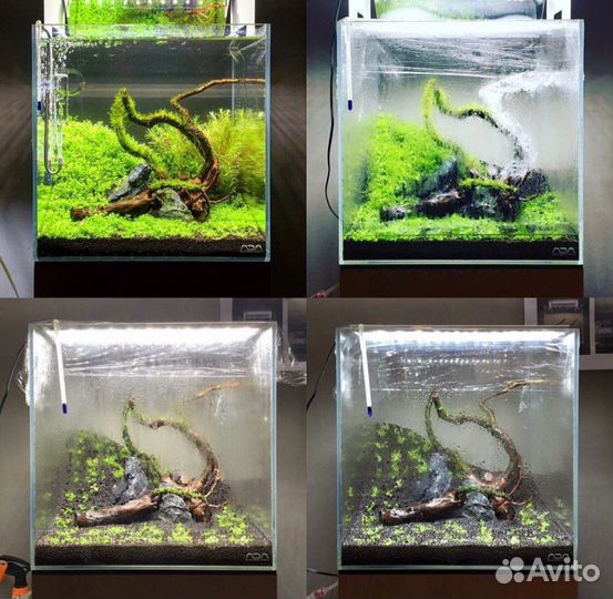 Коряги,композиции,растения