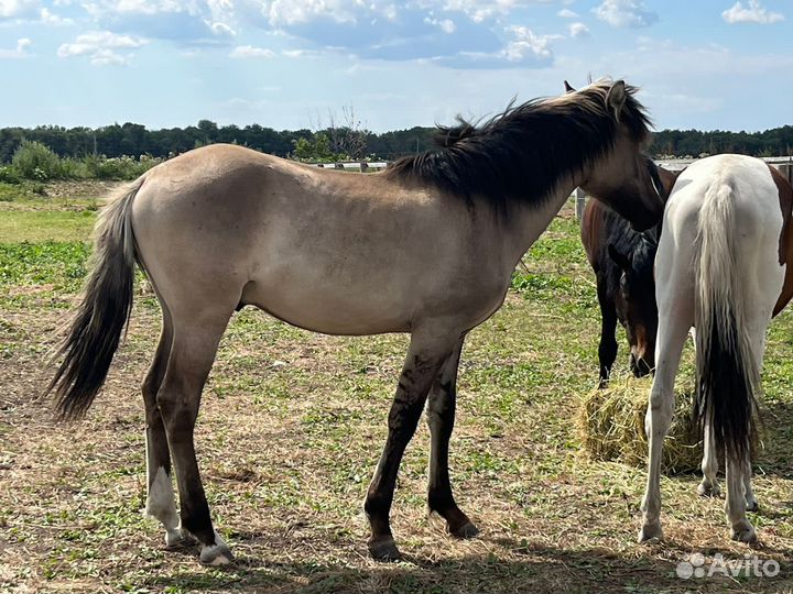 Жеребчик вятской породы