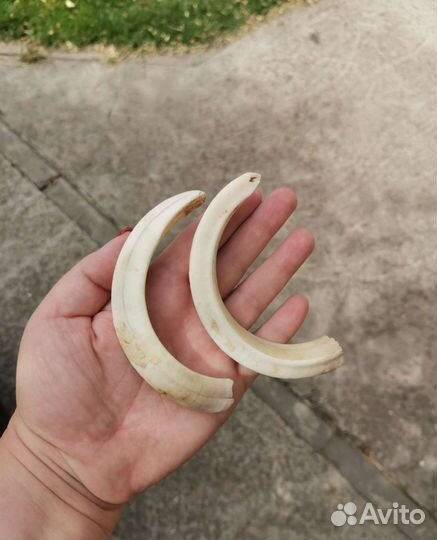 Клыки кабана