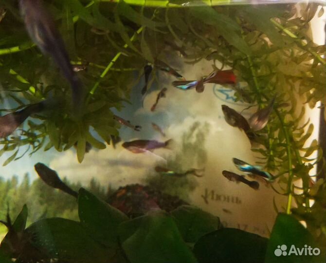 Рыбки Гуппи