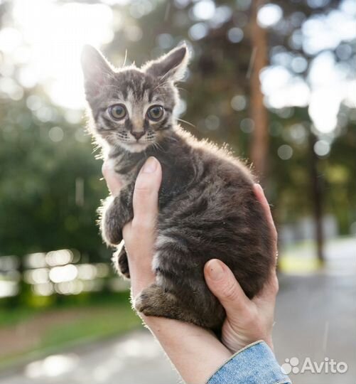 Котенок мальчик в добрые руки