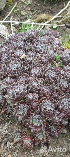 Растения для сада