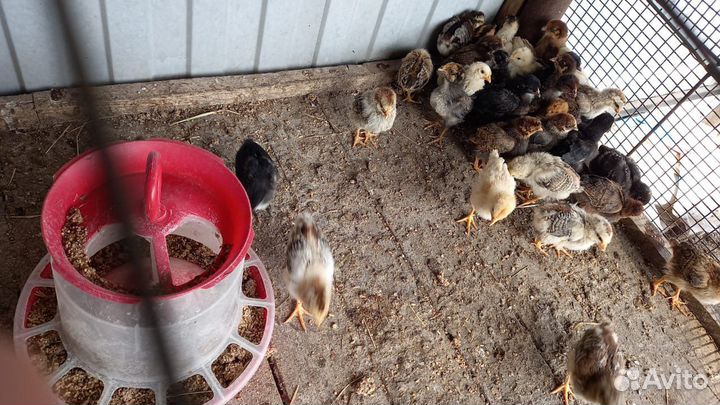 Цыплята несушки