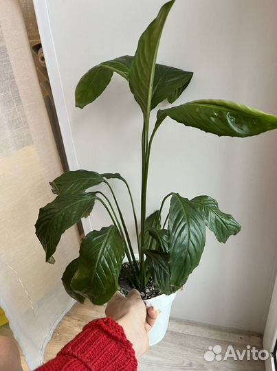 Спатифиллум