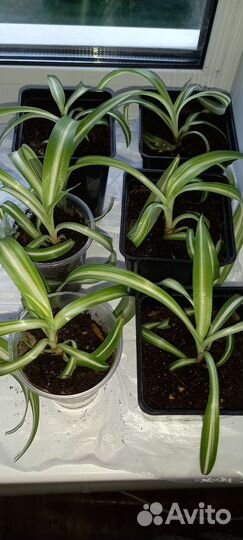 Хлорофитум кудрявый