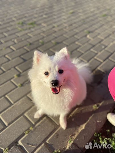 Вязка собак немецкий шпиц