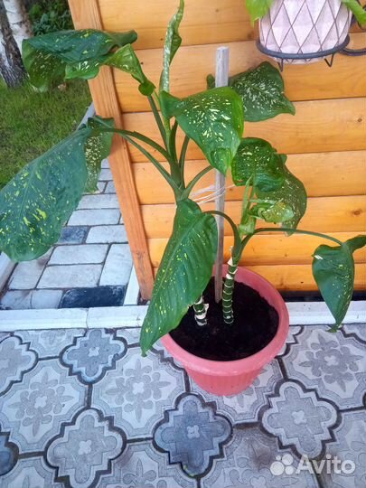 Цветок Диффенбахия